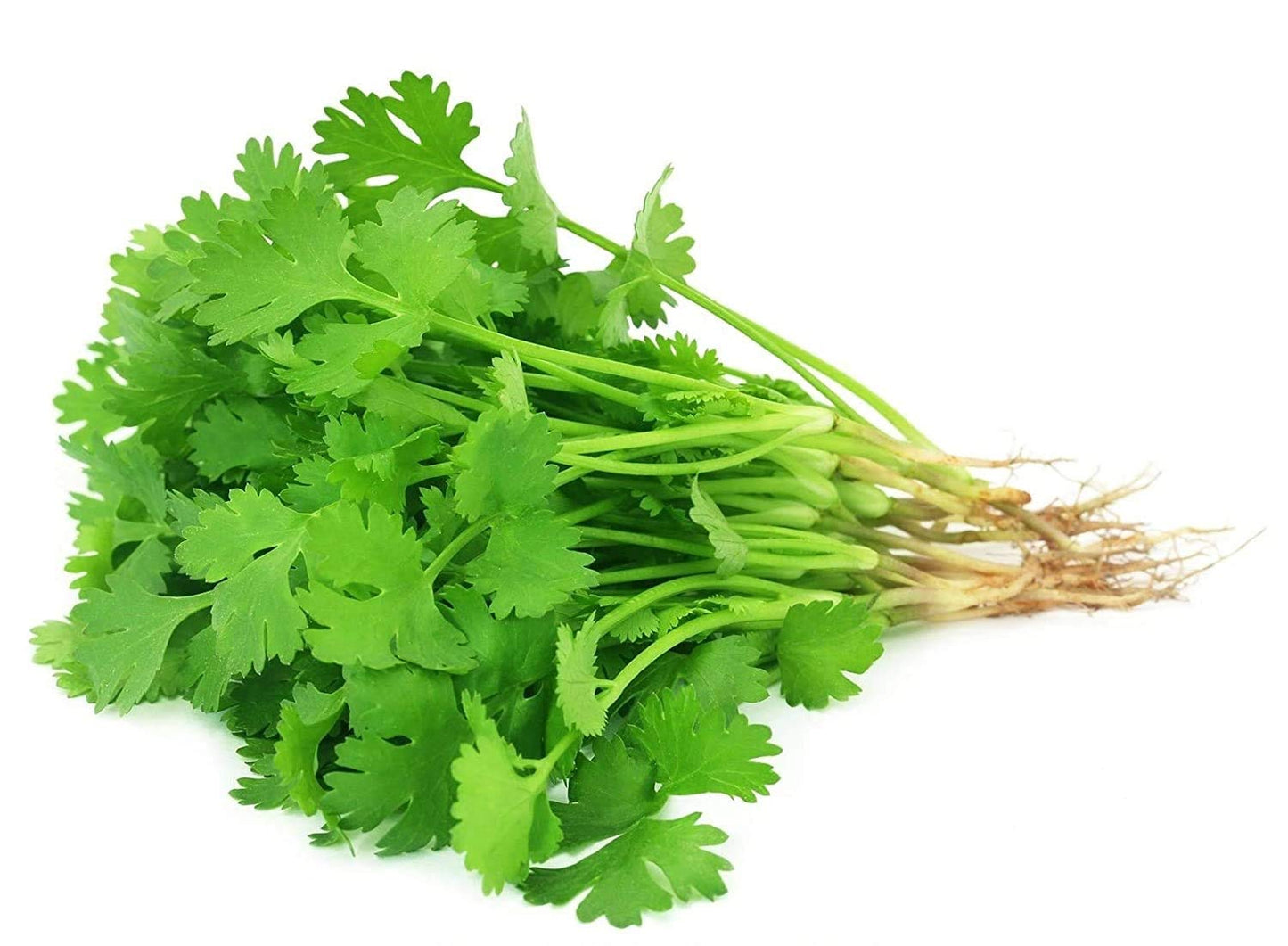 Coriander(Dhaniya)