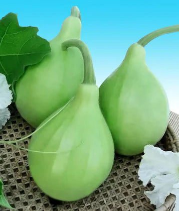 Round Bottle Gourd(Ghiya)