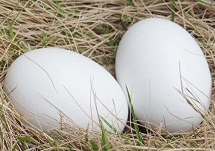 EGGS/ FRESH/ WHITE (PACK OF 6)